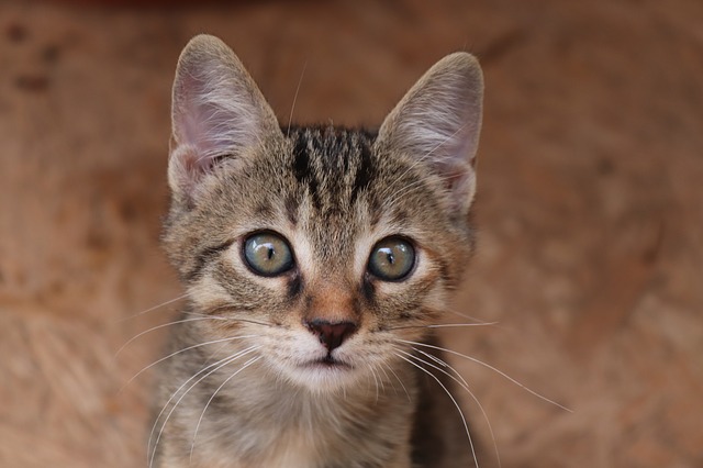 oreille du chat